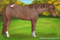 Horse Color:Chestnut Blanket
