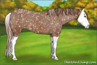 Horse Color:Chestnut Splash Appaloosa
