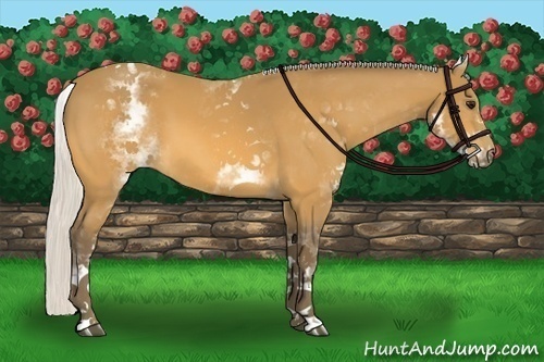 Horse Color:White Spotted Silver Buckskin Tobiano