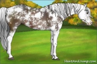Horse Color:Brown Sabino 