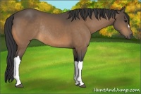 Horse Color:Buckskin Rabicano