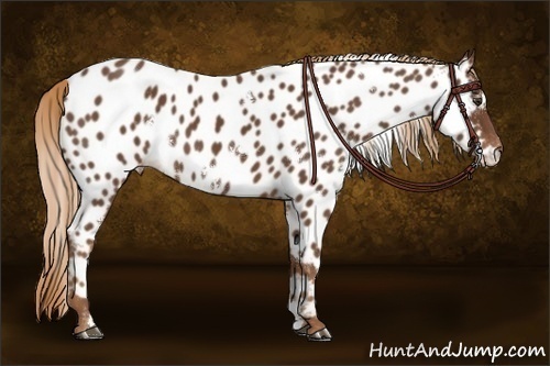 Horse Color:White Spotted Chestnut Appaloosa 