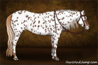 Horse Color:White Spotted Chestnut Appaloosa 