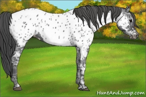 Horse Color:Black Ice Near Leopard