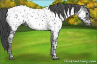 Horse Color:Black Ice Near Leopard 