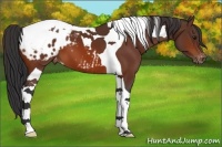 Horse Color:Bay Tobiano Blanket