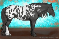 Horse Color:Smoky Black Appaloosa 