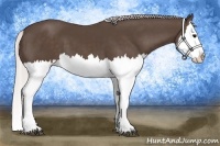 Horse Color:Silver Black Splash