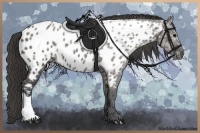 Horse Color:Grullo Ice Near Leopard