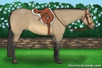 Horse Color:Buckskin Dun