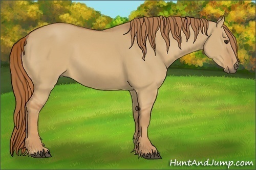 Horse Color:Red Dun 