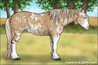 Horse Color:Liver Red Dun Sabino Splash and Silver Buckskin Dun Sabino Splash
