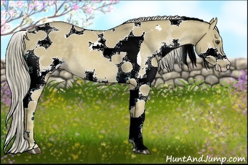 Horse Color:Chocolate Palomino Dun Splash Tobiano 