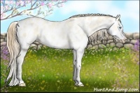 Horse Color:White Spotted Buckskin Pearl Dun Sabino Splash Appaloosa 