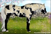 Horse Color:White Spotted Chocolate Palomino Dun Splash 