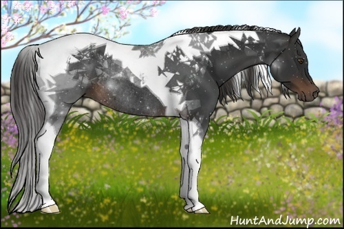 Horse Color:Liver Chestnut Tobiano Rabicano