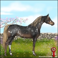 Horse Color:White Spotted Liver Chestnut Rabicano 