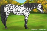 Horse Color:Black Appaloosa
