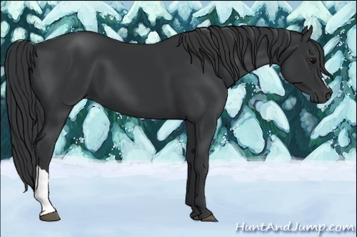 Horse Color:Black 