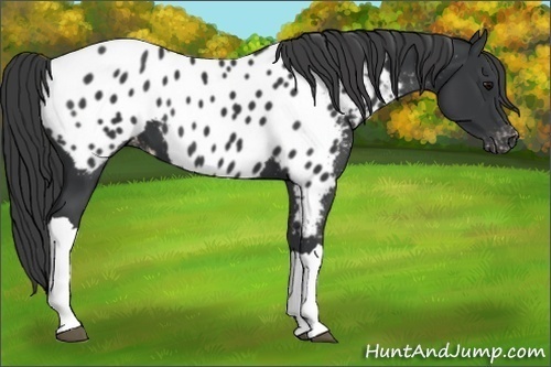 Horse Color:Black Appaloosa