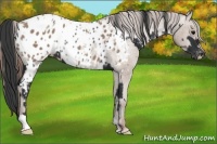 Horse Color:Black Appaloosa and Classic Champagne Appaloosa