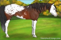 Horse Color:Brown Splash Appaloosa 