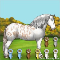 Horse Color:Palomino Pearl Appaloosa  and Bay Pearl Appaloosa 