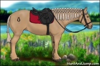 Horse Color:Palomino