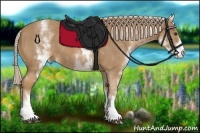 Horse Color:White Spotted Palomino 