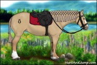 Horse Color:Palomino Dun Sabino 