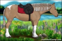 Horse Color:Palomino Tobiano 