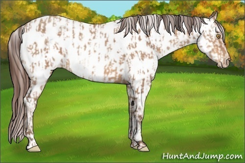 Horse Color:Amber Champagne Appaloosa and Amber Champagne Appaloosa