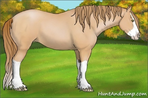 Horse Color:Bay Pearl Splash