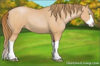 Horse Color:Bay Pearl Splash 