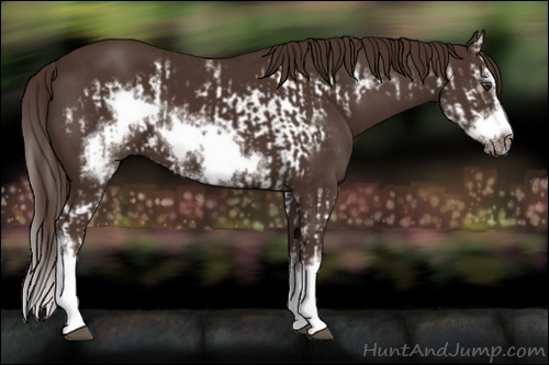 Horse Color:Liver Chestnut Splash Frame and Liver Chestnut Splash Frame