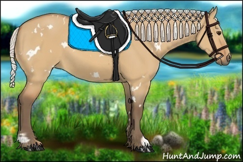 Horse Color:White Spotted Silver Bay Dun
