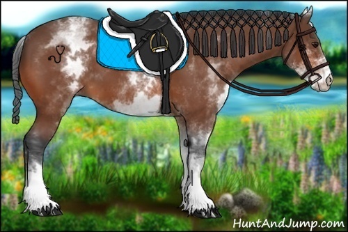 Horse Color:White Spotted Bay 