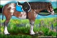 Horse Color:White Spotted Bay 