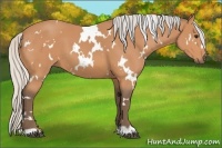 Horse Color:White Spotted Silver Bay 