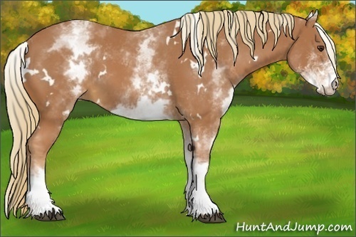 Horse Color:White Spotted Chestnut 