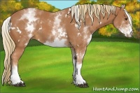 Horse Color:White Spotted Chestnut 