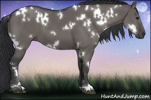 Horse Color:White Spotted Grullo 