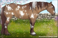 Horse Color:White Spotted Chocolate Buckskin