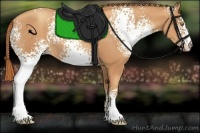 Horse Color:White Spotted Gold Champagne 