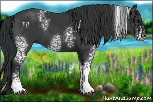 Horse Color:White Spotted Black