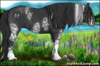 Horse Color:White Spotted Black 