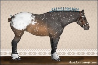 Horse Color:Buckskin Appaloosa 