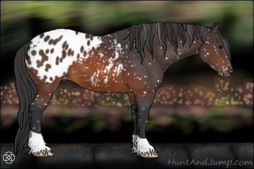 Horse Color:Brown Appaloosa 