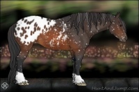 Horse Color:Brown Appaloosa 