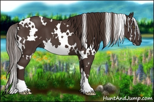 Horse Color:White Spotted Liver Chestnut 